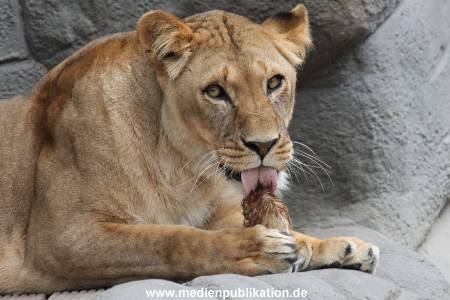 Hagenbeck 23062011 001