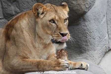 Hagenbeck 23062011 002