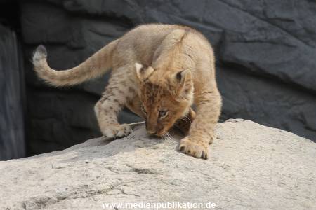Hagenbeck 23062011 003