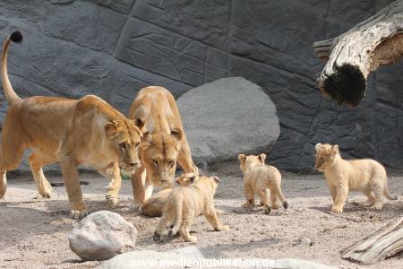 Hagenbeck 23062011 004