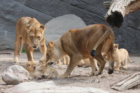 Hagenbeck 23062011 005