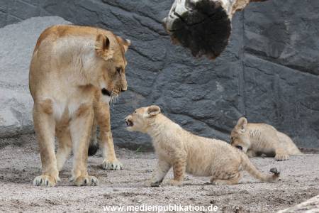 Hagenbeck 23062011 006