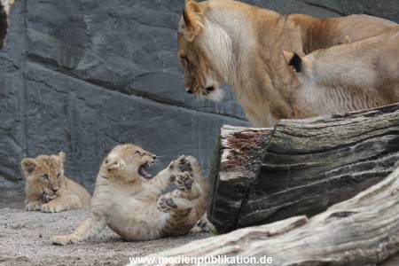 Hagenbeck 23062011 007