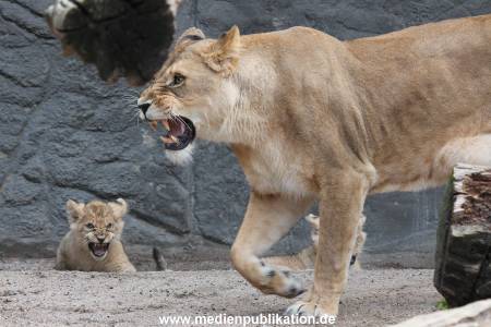 Hagenbeck 23062011 008