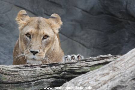 Hagenbeck 23062011 009