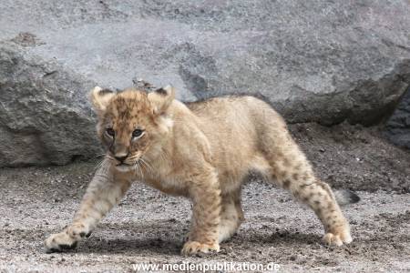 Hagenbeck 23062011 010