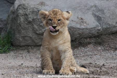 Hagenbeck 23062011 011