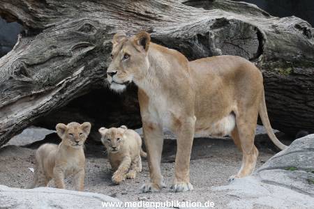 Hagenbeck 23062011 012