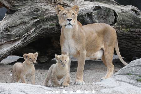 Hagenbeck 23062011 013