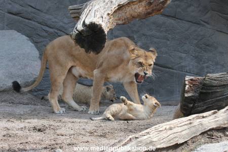 Hagenbeck 23062011 014