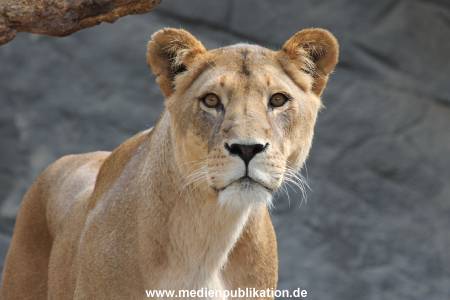 Hagenbeck 23062011 015