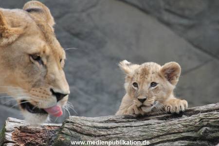 Hagenbeck 23062011 016