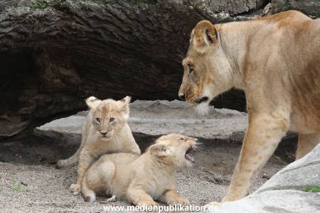 Hagenbeck 23062011 017
