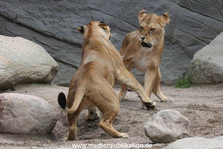 Hagenbeck 23062011 018