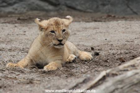 Hagenbeck 23062011 019