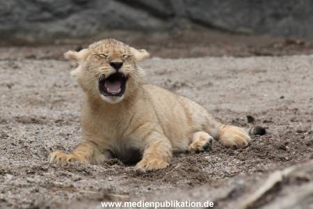 Hagenbeck 23062011 020