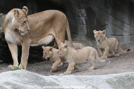 Hagenbeck 23062011 021