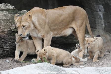 Hagenbeck 23062011 023