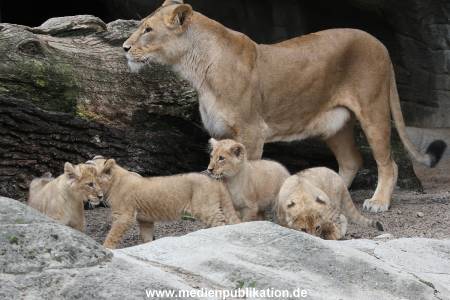 Hagenbeck 23062011 024
