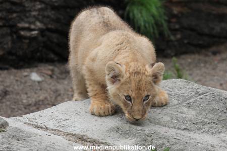 Hagenbeck 23062011 026