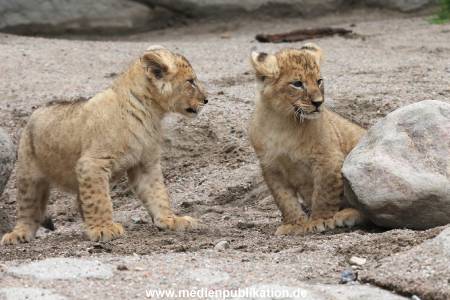 Hagenbeck 23062011 027