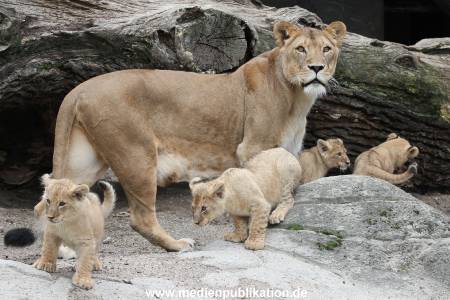 Hagenbeck 23062011 028