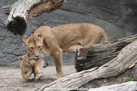 Hagenbeck 23062011 029