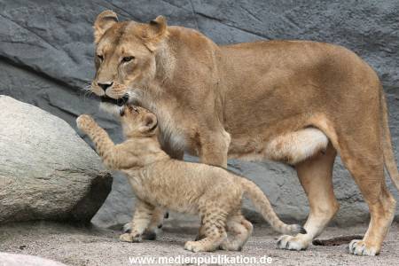 Hagenbeck 23062011 032