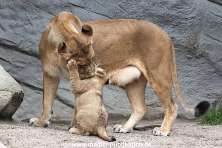 Hagenbeck 23062011 033