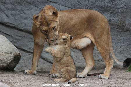 Hagenbeck 23062011 034