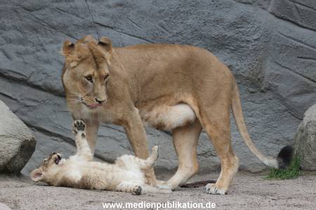 Hagenbeck 23062011 036