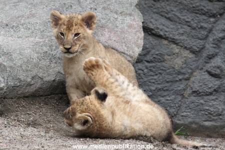 Hagenbeck 23062011 037
