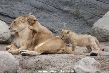 Hagenbeck 23062011 038
