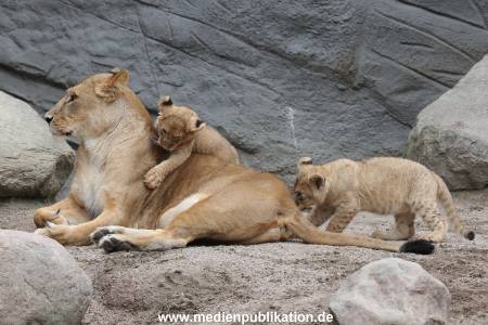 Hagenbeck 23062011 040
