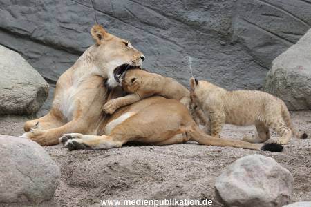 Hagenbeck 23062011 041