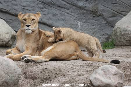 Hagenbeck 23062011 042