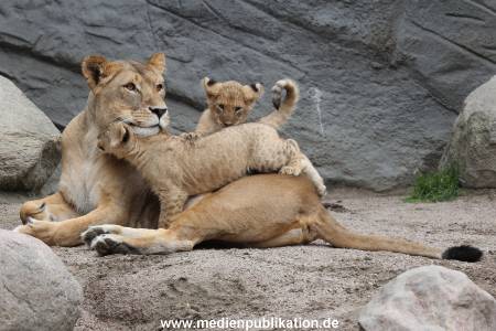 Hagenbeck 23062011 043