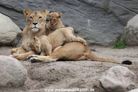Hagenbeck 23062011 044