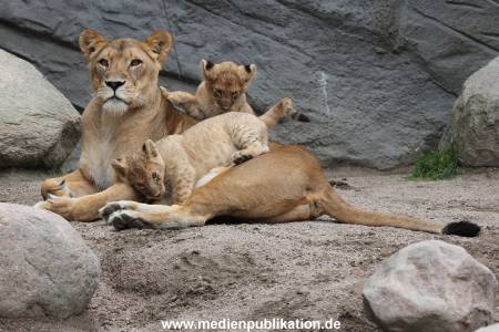 Hagenbeck 23062011 045