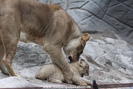 Hagenbeck 23062011 046