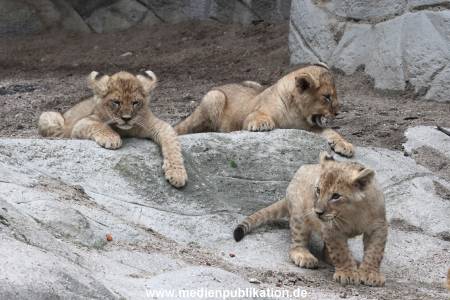 Hagenbeck 23062011 047