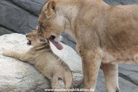 Hagenbeck 23062011 049