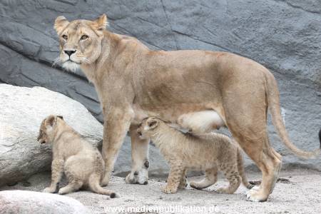 Hagenbeck 23062011 050