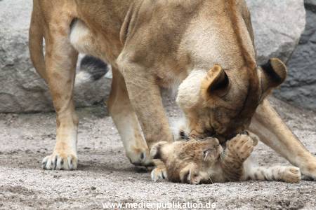 Hagenbeck 23062011 051