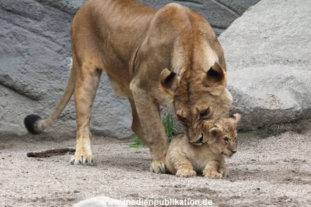 Hagenbeck 23062011 052