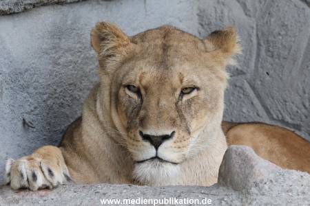 Hagenbeck 24022015 001