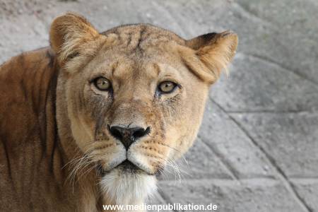 Hagenbeck 24022015 002