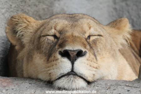 Hagenbeck 24022015 003