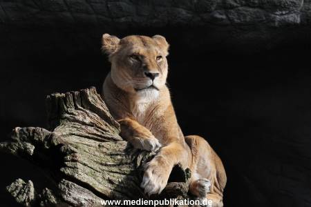 Hagenbeck 24022015 041