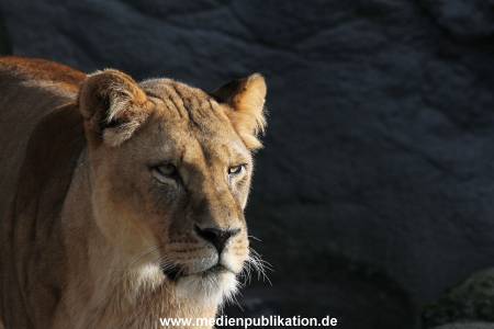 Hagenbeck 24022015 042
